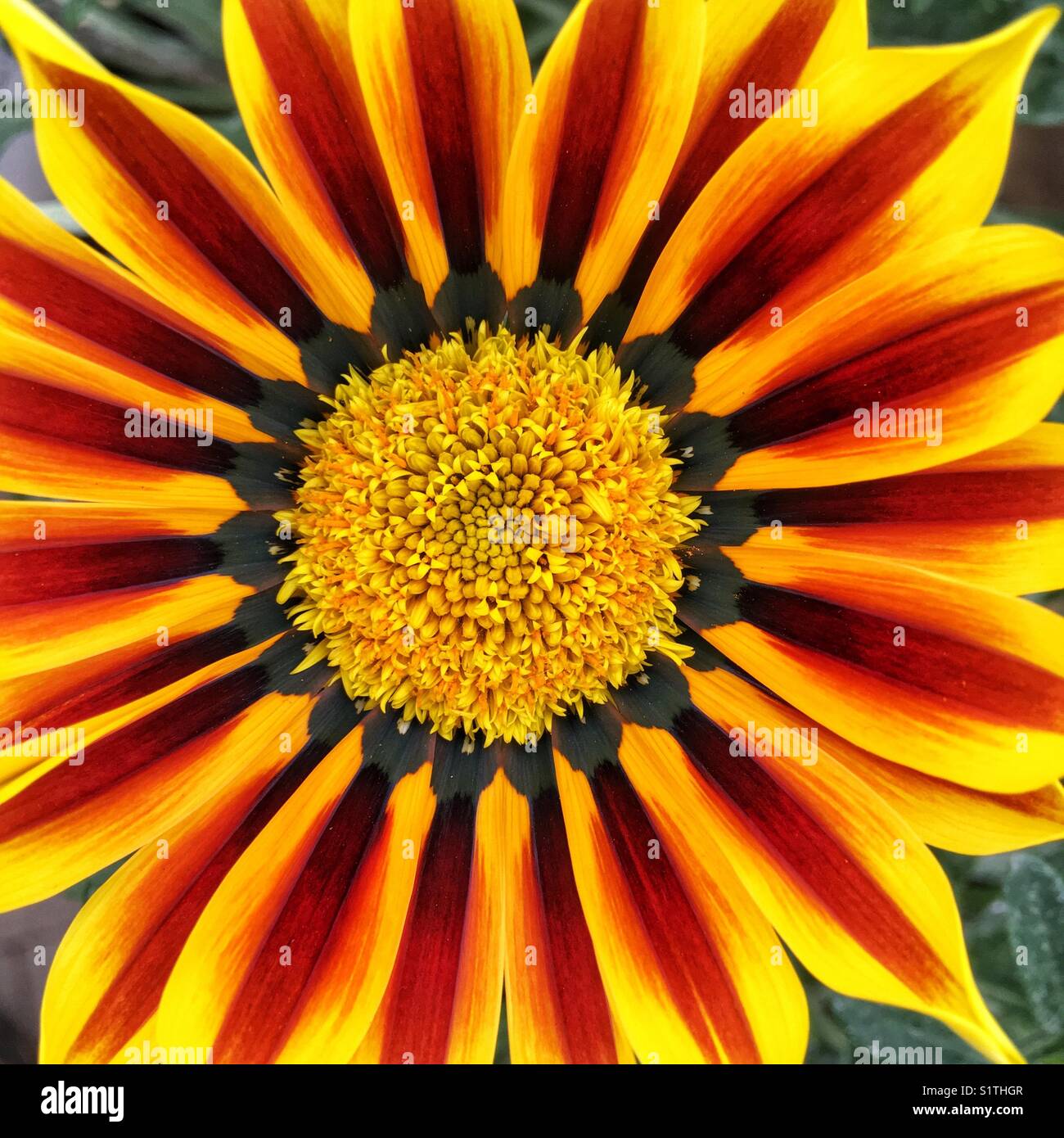 Gazania apache hi-res stock photography and images - Alamy