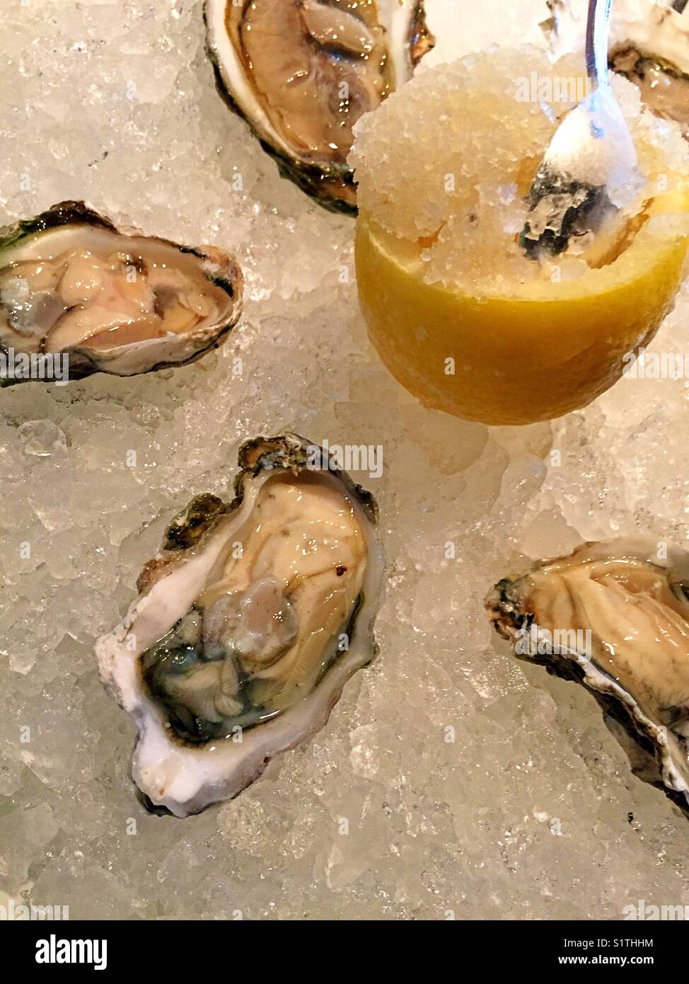 Oysters on the half shell hires stock photography and images Alamy
