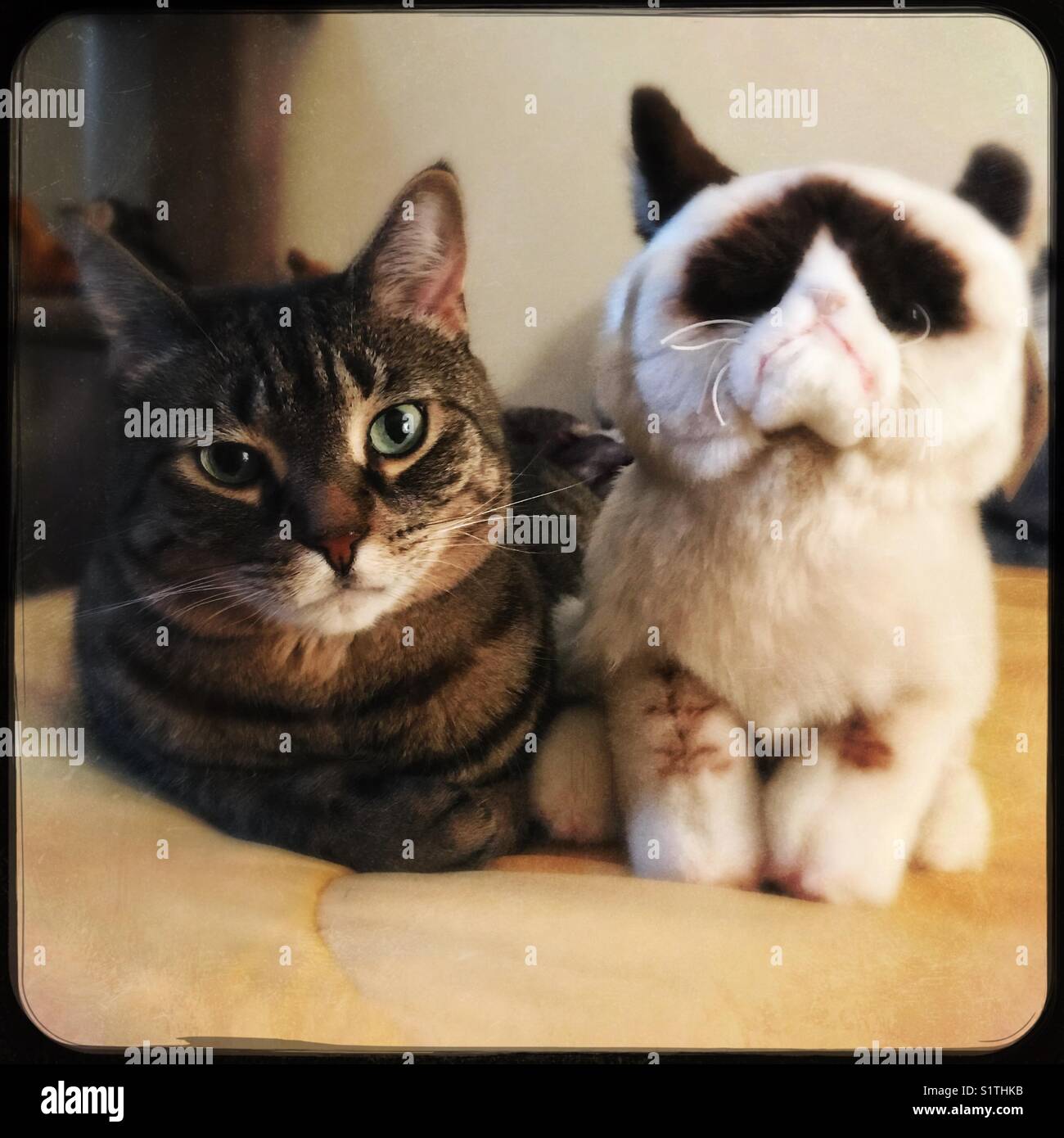 Two grumpy cats Stock Photo