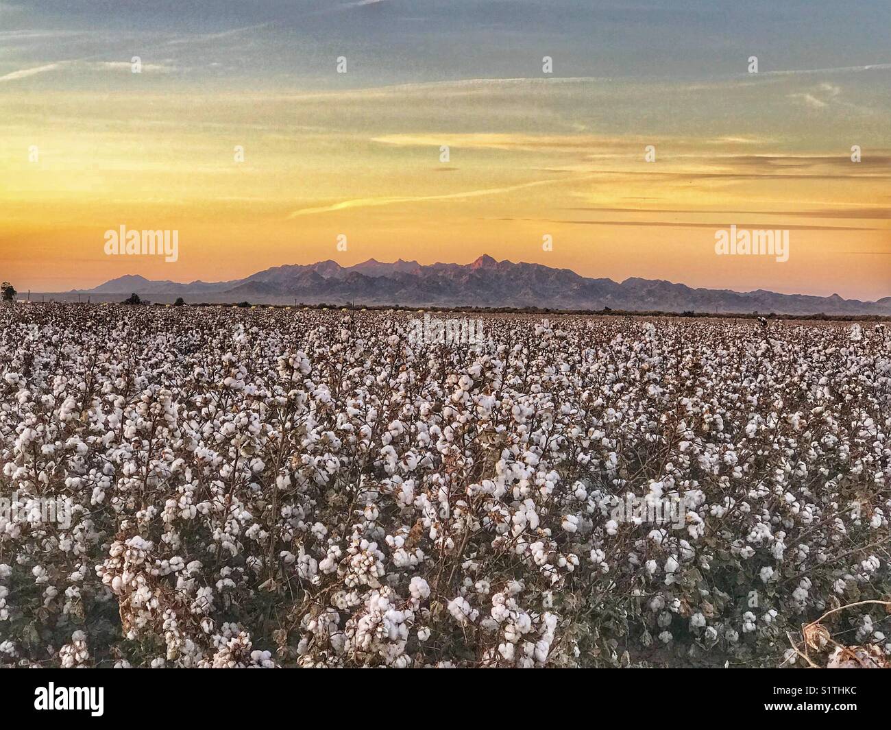 Fields arizona hires stock photography and images Alamy