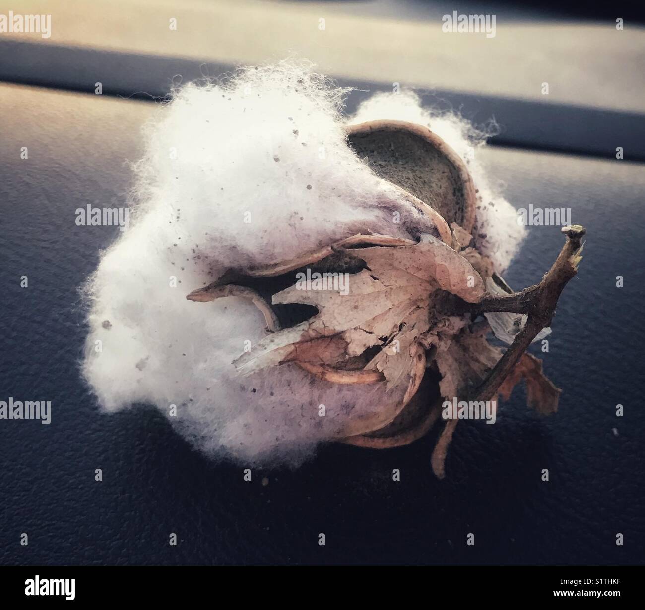 Raw cotton hires stock photography and images Alamy