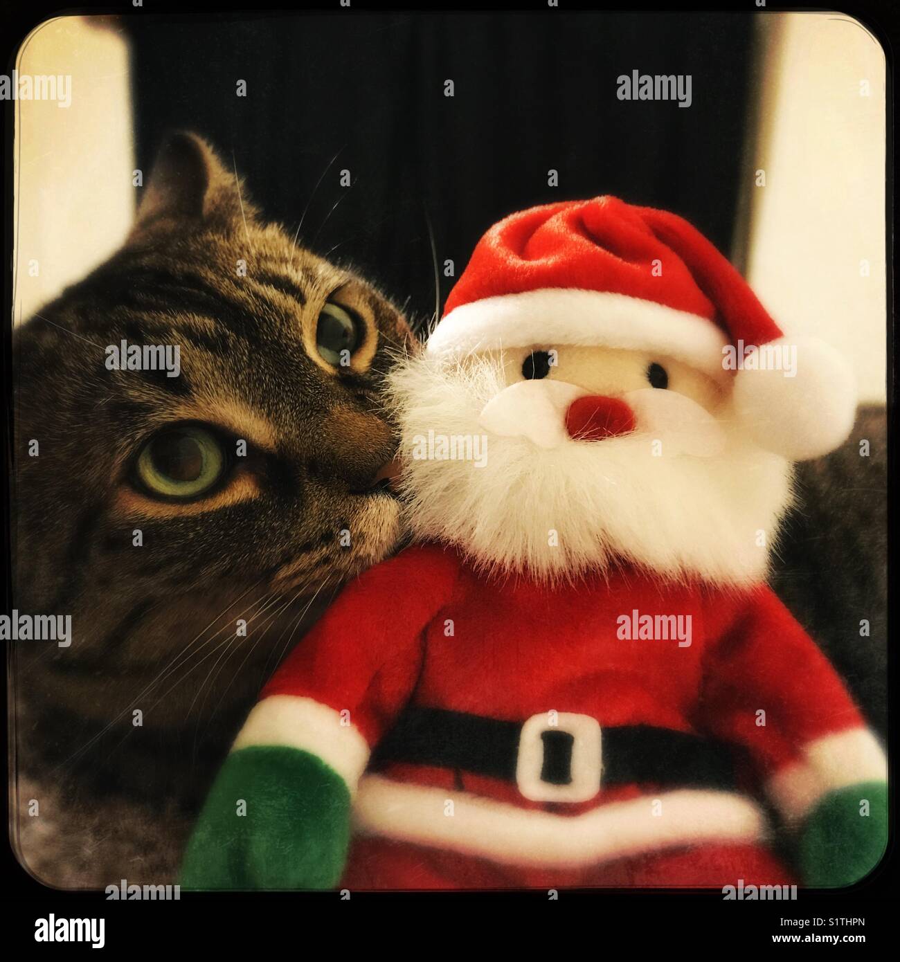 My cat kissing Santa Claus Stock Photo