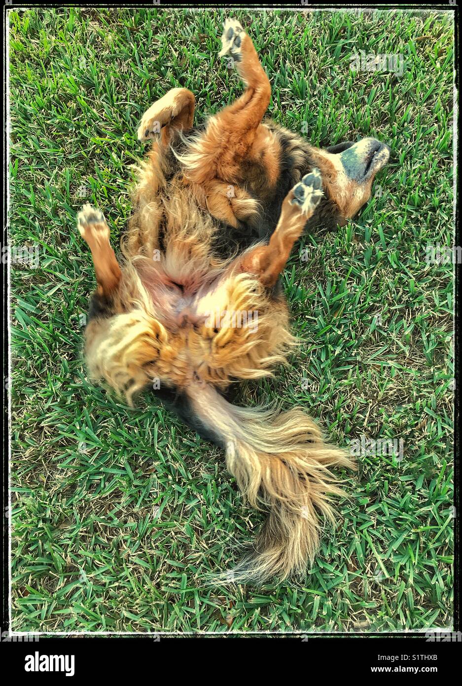 Dog Rolling On Back High Resolution Stock Photography and ...