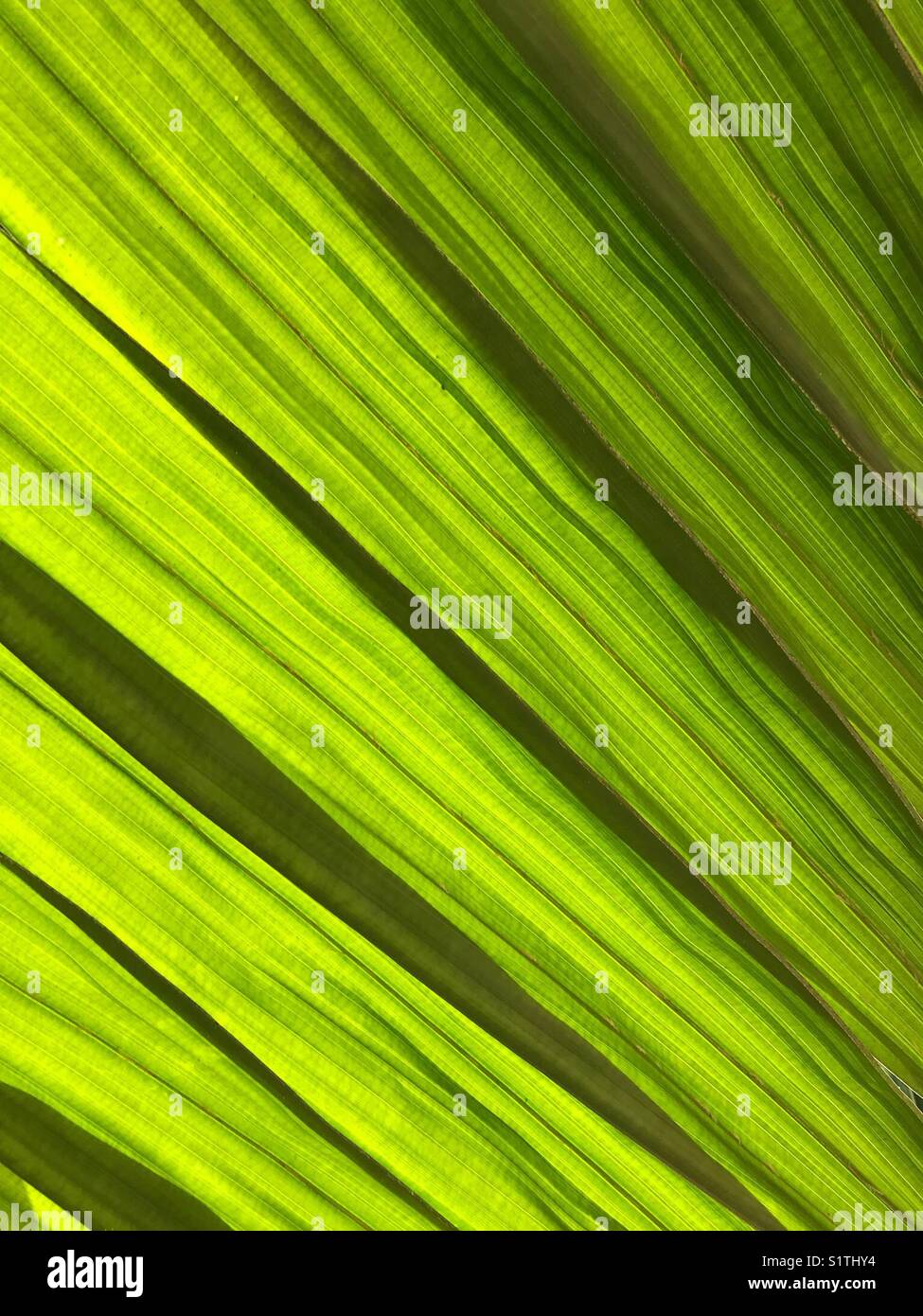 Pattern of a large leaf backlit by sunlight - Smartphone Captured Stock Image