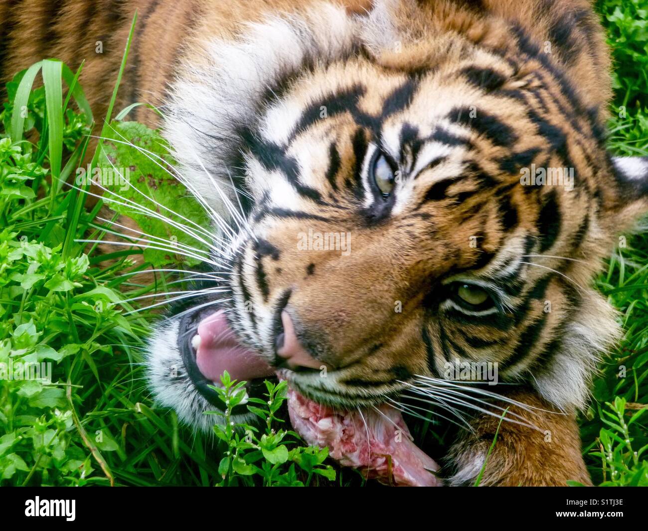 A Tiger Feeding Stock Photo - Alamy