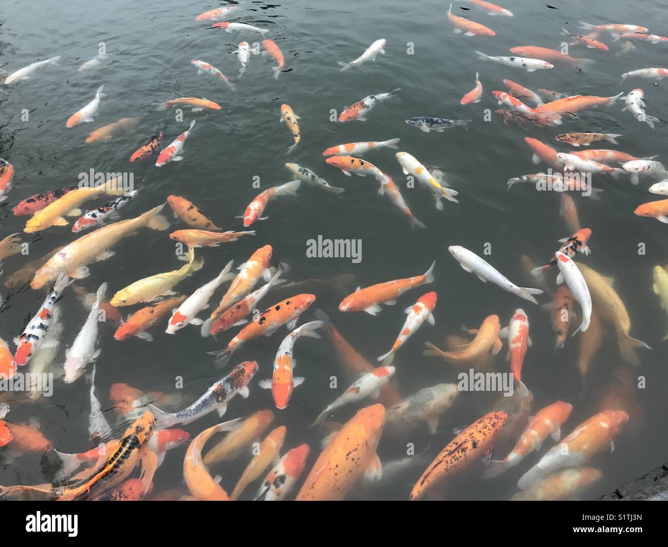 Coy carp hires stock photography and images Alamy