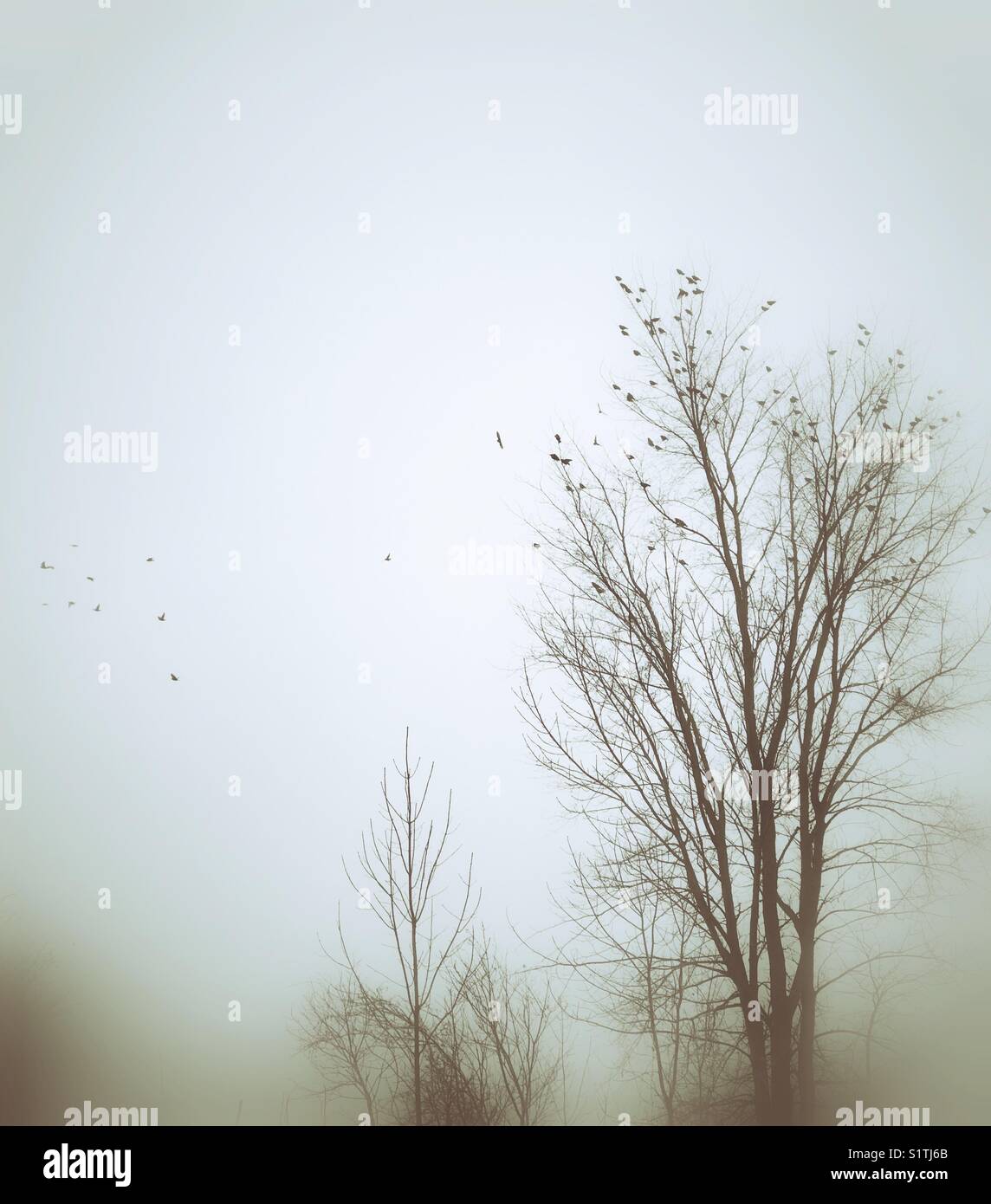 Starlings on and flying around a tree in the early morning fog in Clarington, Ontario, Canada - Smartphone Captured Stock Image