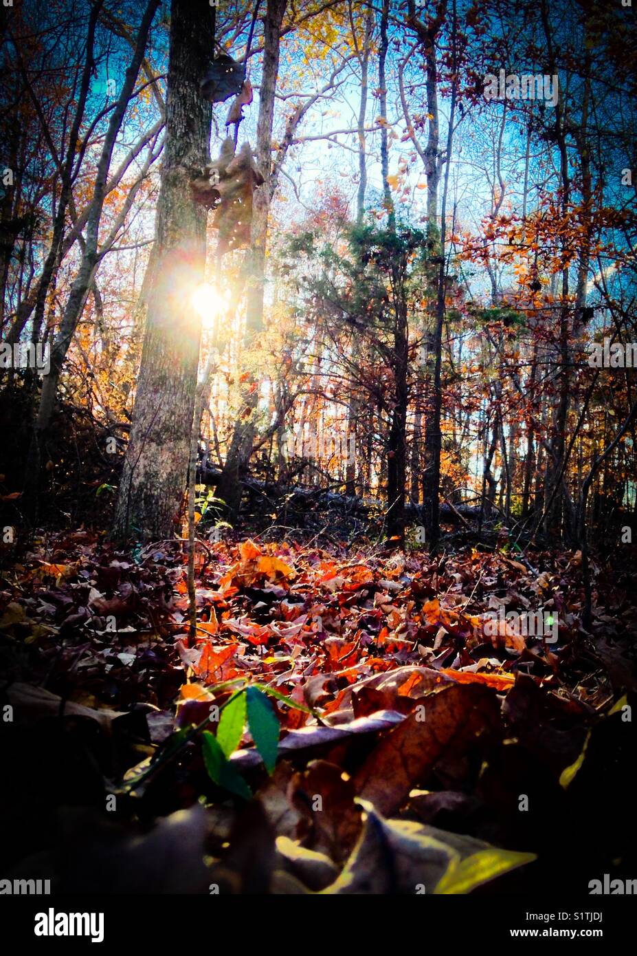 Sunlit groundcover leaves in Autumn - Smartphone Captured Stock Image