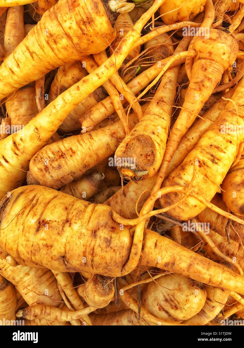 Parsnips straight from the farm to market, soil included Stock Photo
