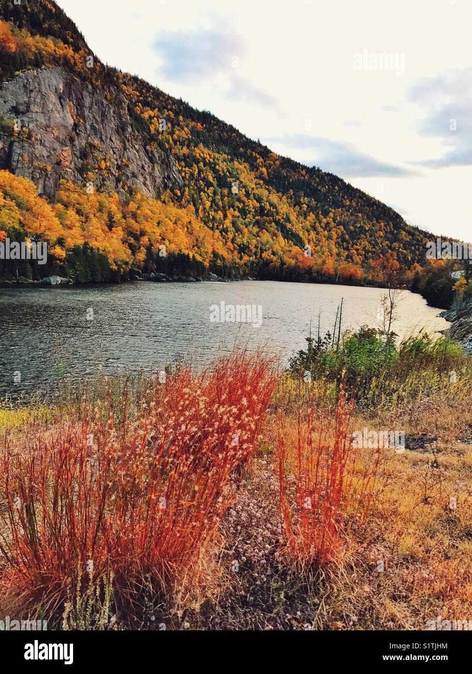Colour mountain plants hi-res stock photography and images - Alamy