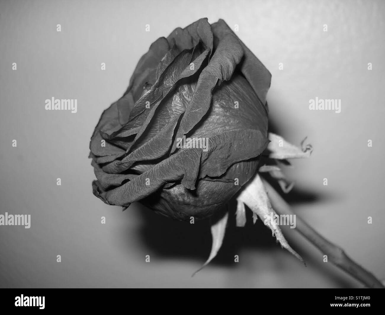 The Love flower Stock Photo Alamy