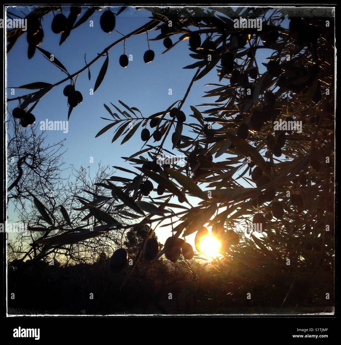 Sunrise featuring olives hanging from the tree, Catalonia, Spain. - Smartphone Captured Stock Image