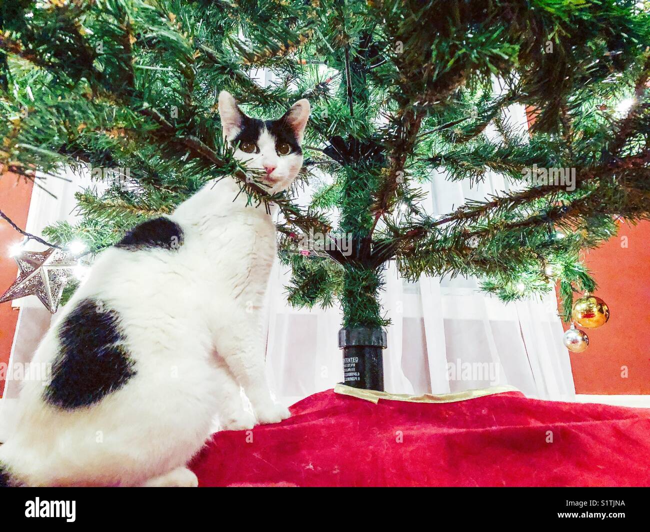 Black and white cat looking guilty when caught about to climb a Christmas tree - Smartphone Captured Stock Image