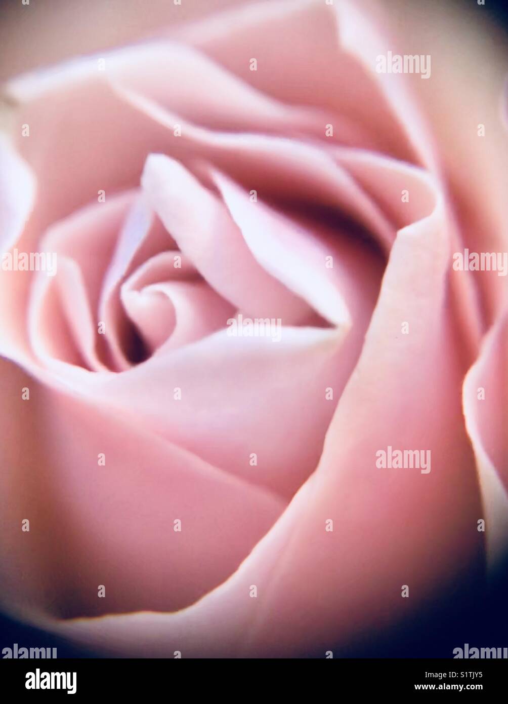 Pale pink rose Stock Photo Alamy