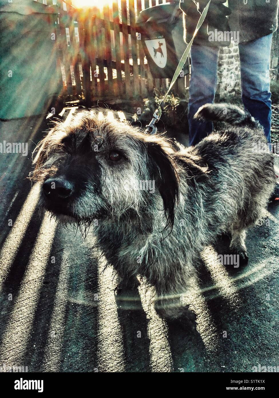 Uncle Romania, a rescue dog from Romania, now living with his owner in the U.K. - Smartphone Captured Stock Image