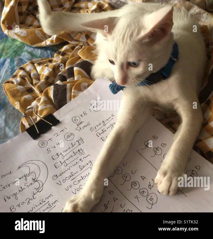 Cat organizing her notes Stock Photo Alamy