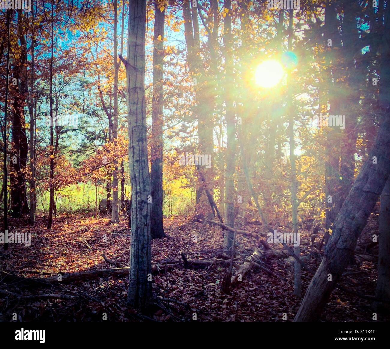 Sunlight through autumn trees in North Carolina woods - Smartphone Captured Stock Image