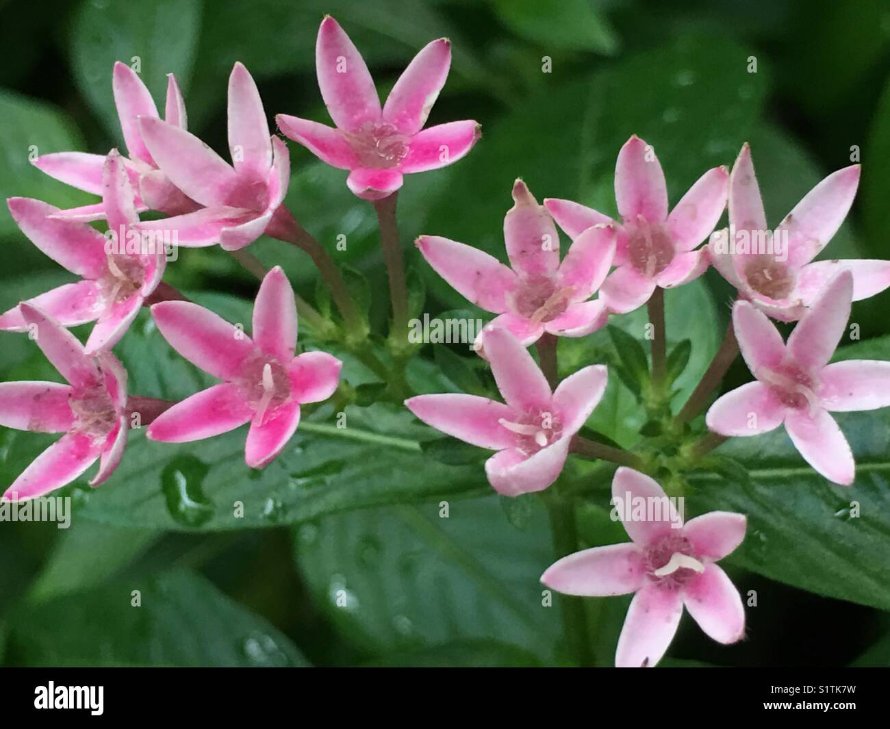 Pink flowers and green leaves hi-res stock photography and images - Alamy