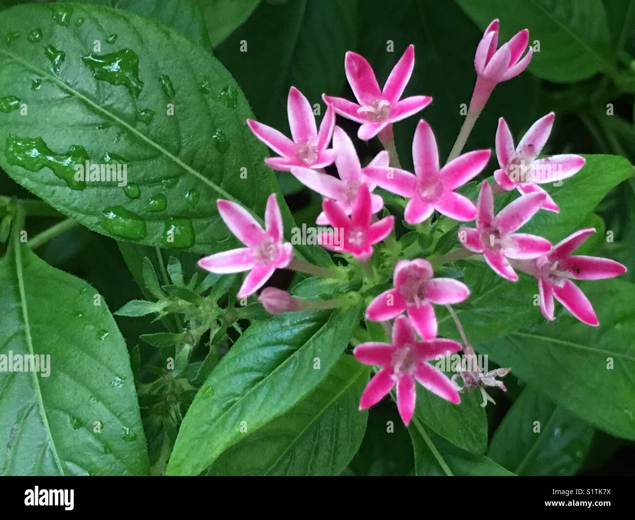 Pink flowers and green leaves hi-res stock photography and images - Alamy