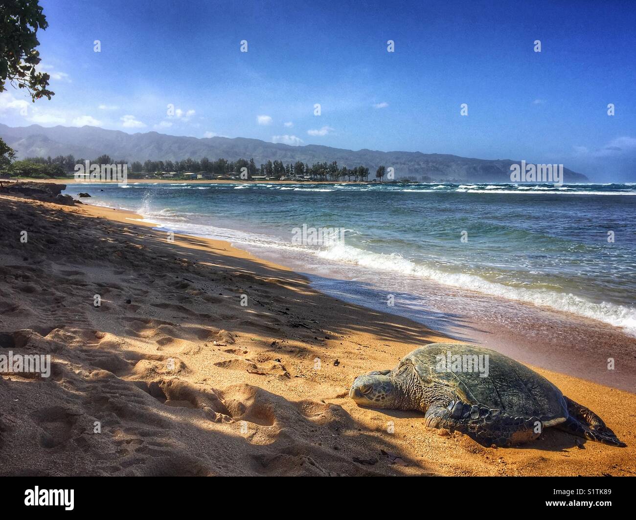 Hawaiian sea turtle comes ashore for a nap - Smartphone Captured Stock Image