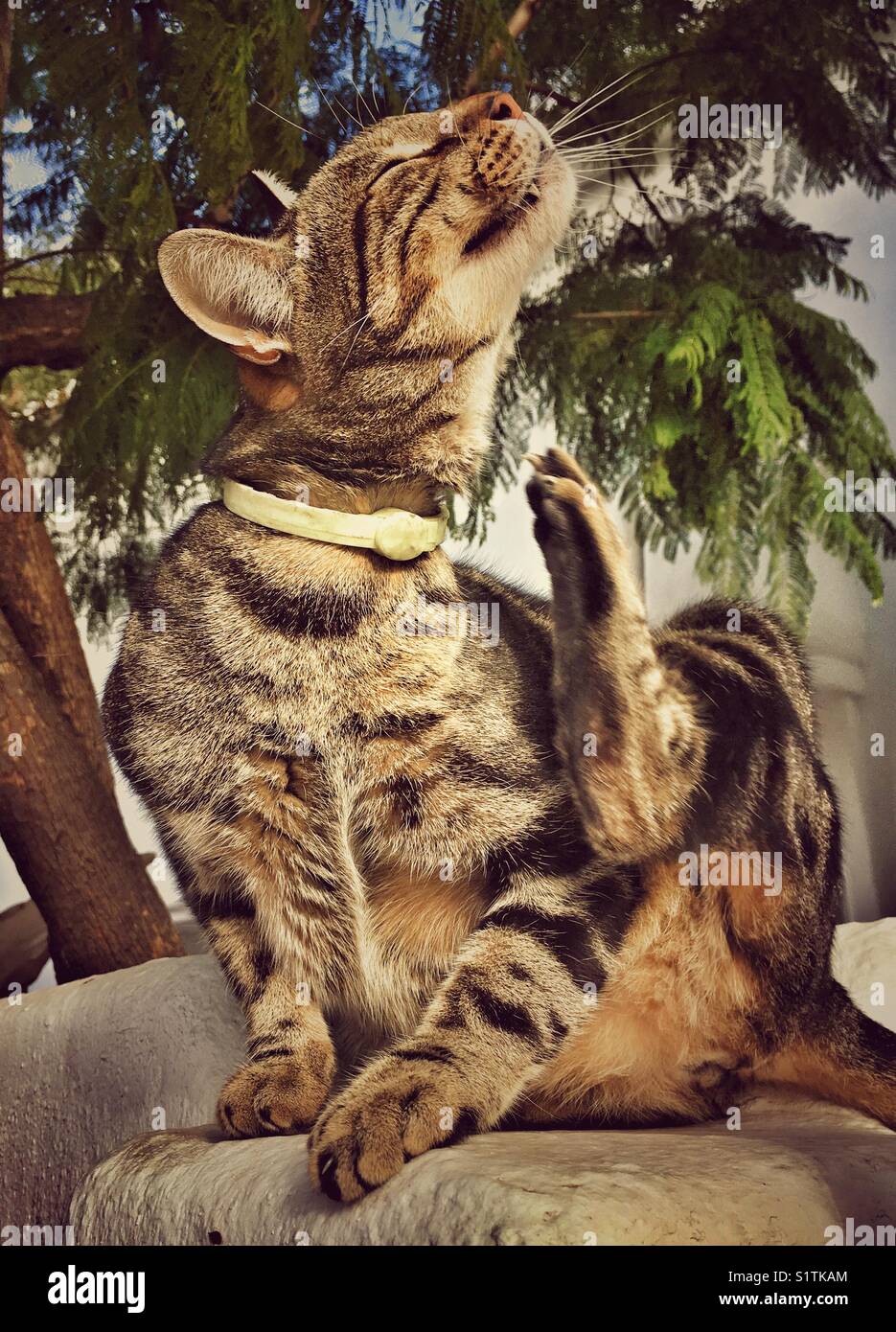 Tabby cat with collar Stock Photo - Alamy