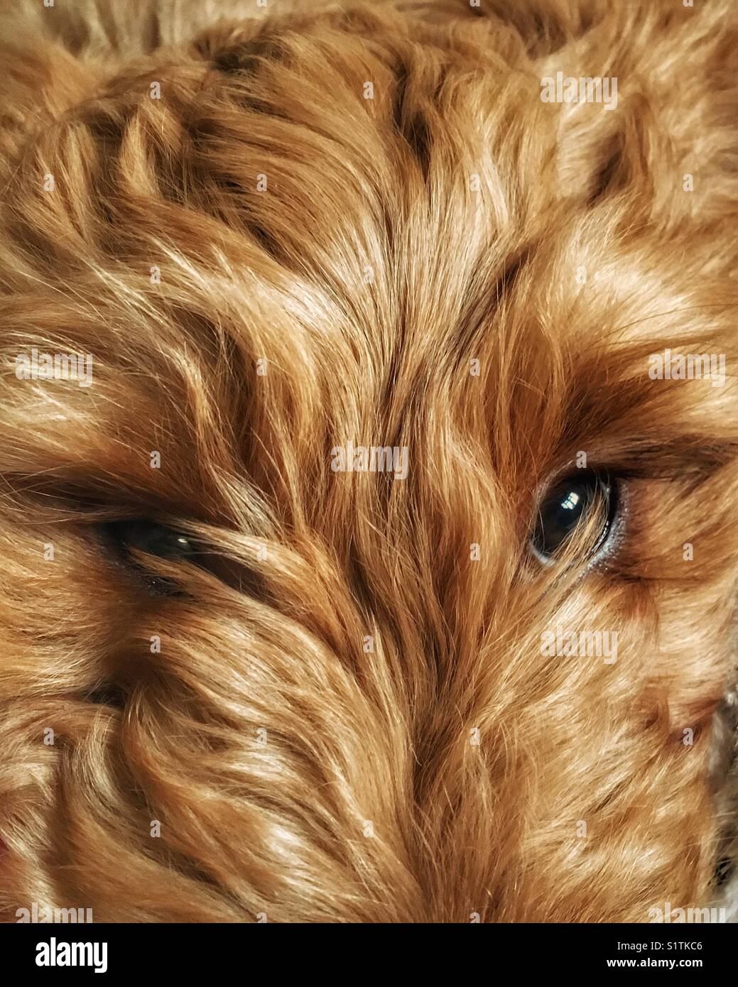 Cute Close Up Of A Cockapoo Puppy That Needs A Trim Round His Eyes