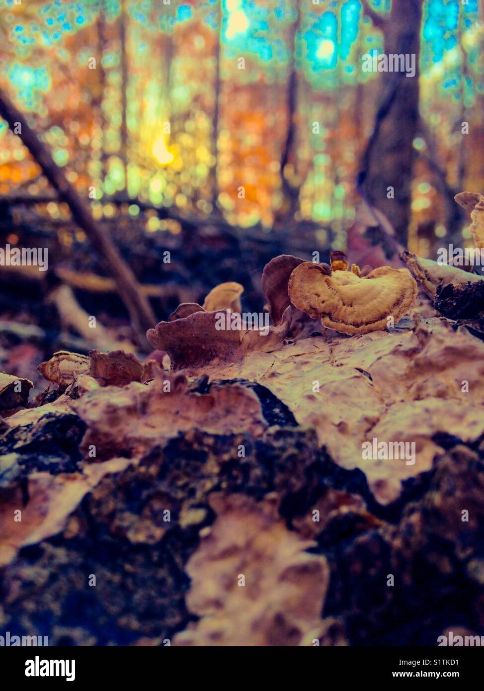 Mushroom grows on decaying tree in autumn woods - Smartphone Captured Stock Image
