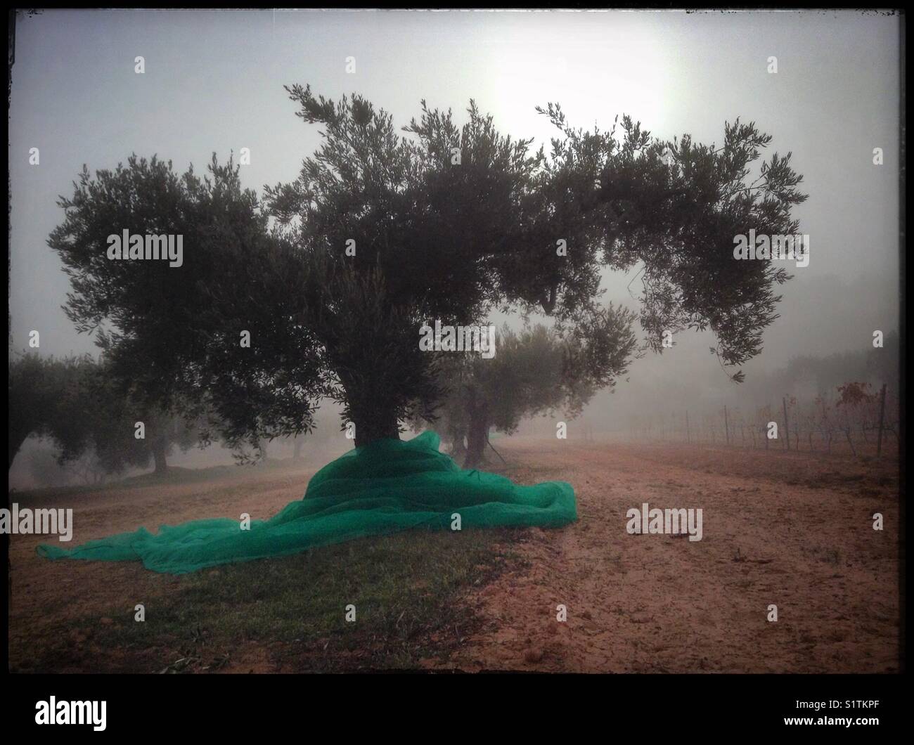 Sun breaking through the fog in the olive grove, Catalonia, Spain. - Smartphone Captured Stock Image