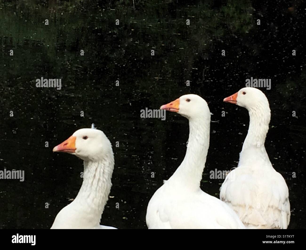 Three white geese all in a row - Smartphone Captured Stock Image
