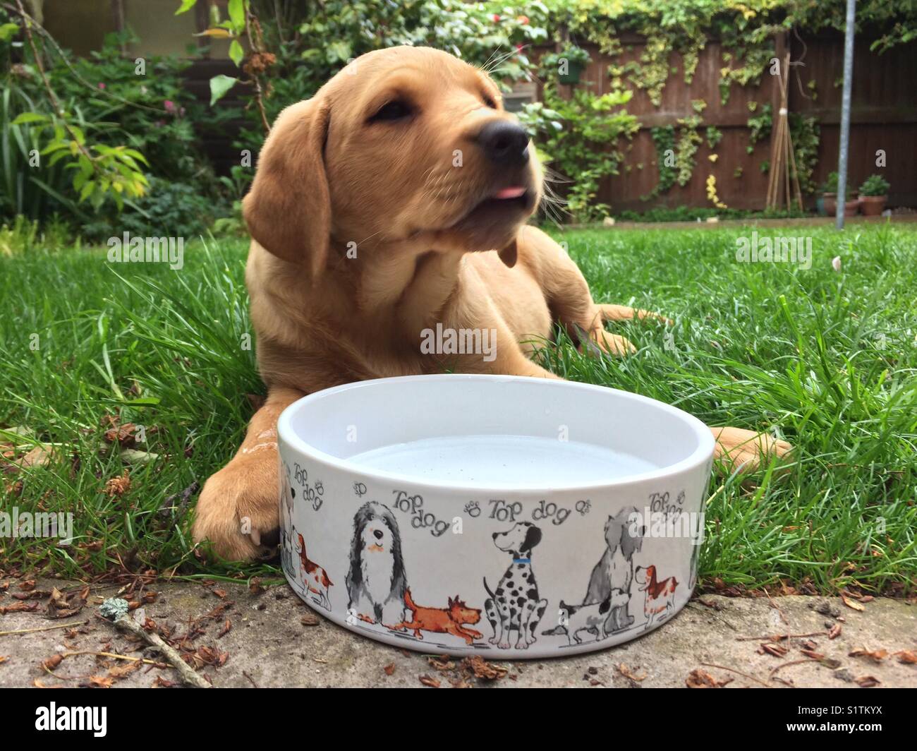 A little Labrador puppy sitting outside in a garden behind a large bowl of water and licking her lips - Smartphone Captured Stock Image