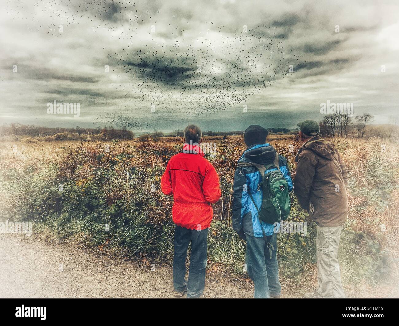 Twitchers watching the starling murmuration, when the birds come to roost in the reed beds at night, Ham Wall, Avalon Marshes, Somerset, England - Smartphone Captured Stock Image