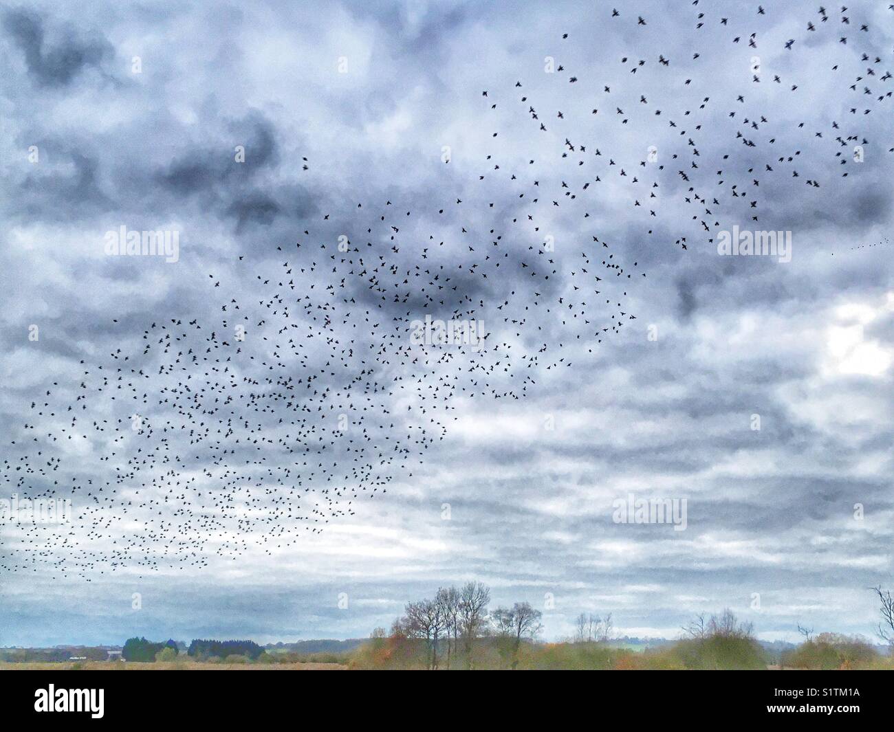 Starling murmuration, when the birds come to roost in the reed beds at night, Ham Wall, Avalon Marshes, Somerset, England - Smartphone Captured Stock Image