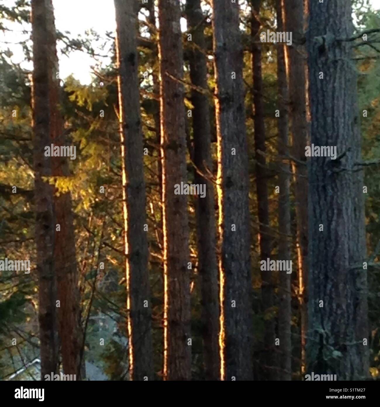 Evergreen trees hires stock photography and images Alamy