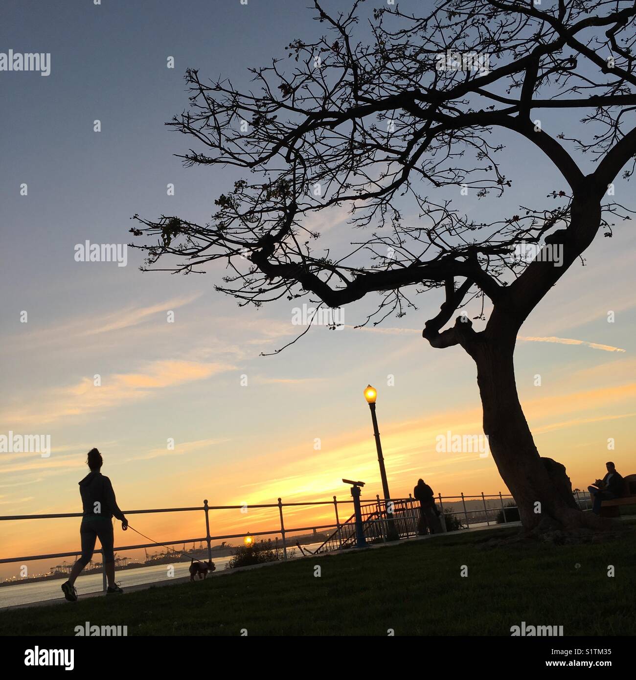 Silhouette of a woman walking her dog past a craggy tree on the bluff above the beach in Long Beach, CA, USA - Smartphone Captured Stock Image