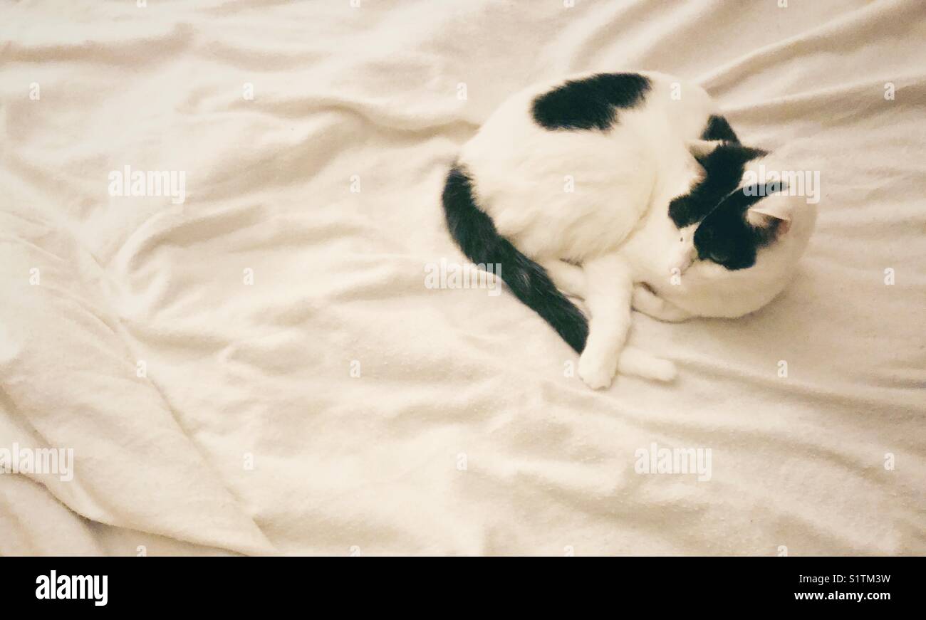 White cat with black markings curled up on a white blanket Stock Photo