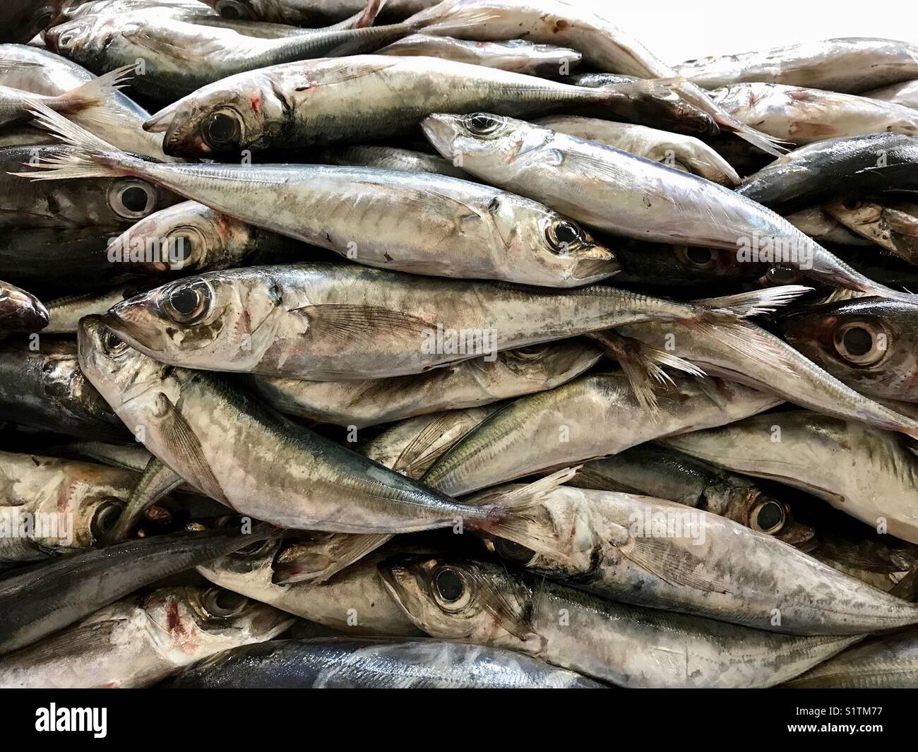 Fresh fish - Smartphone Captured Stock Image