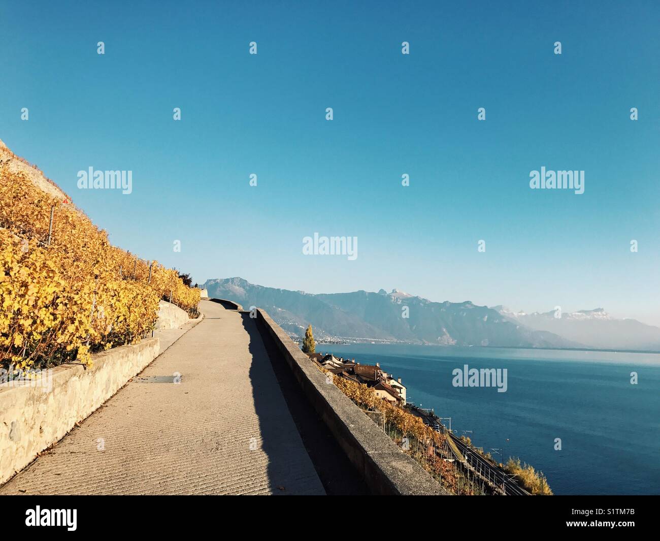 Path in the vineyard hill with lake and mountain view Stock Photo