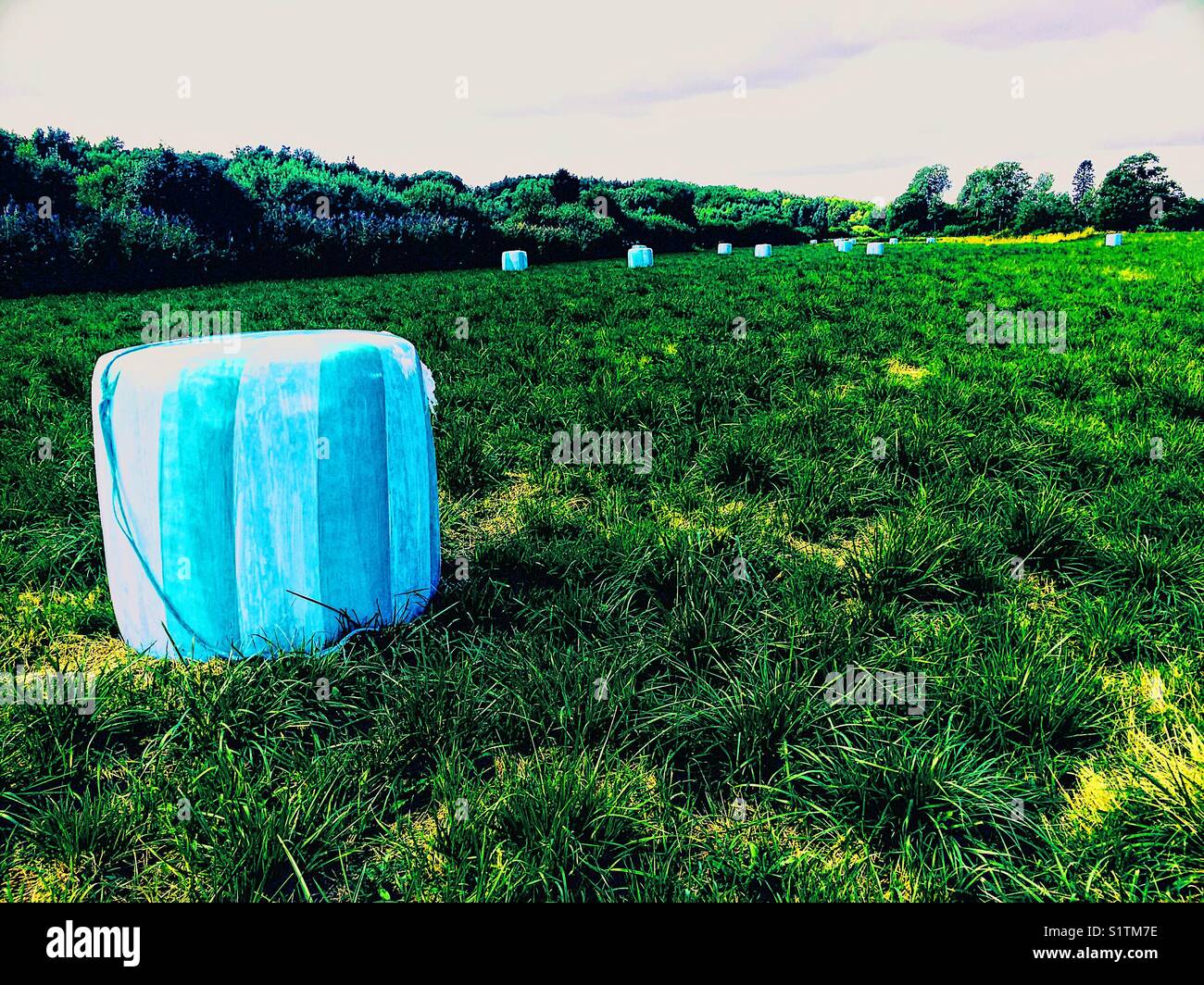 Bales of hay wrapped in blue plastic, Sweden, Scandinavia Stock Photo