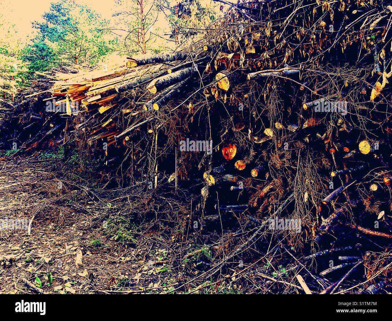 Stack of chopped branches firewood, Sweden, Scandinavia - Smartphone Captured Stock Image