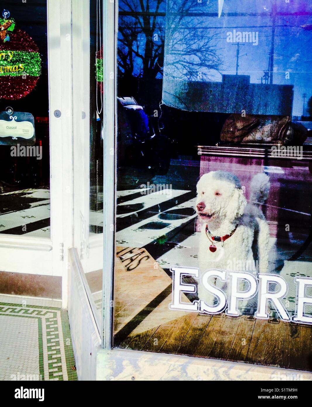 Guard dog in shop window Stock Photo