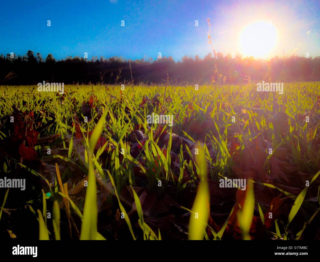 Winter wheat with sun - Smartphone Captured Stock Image