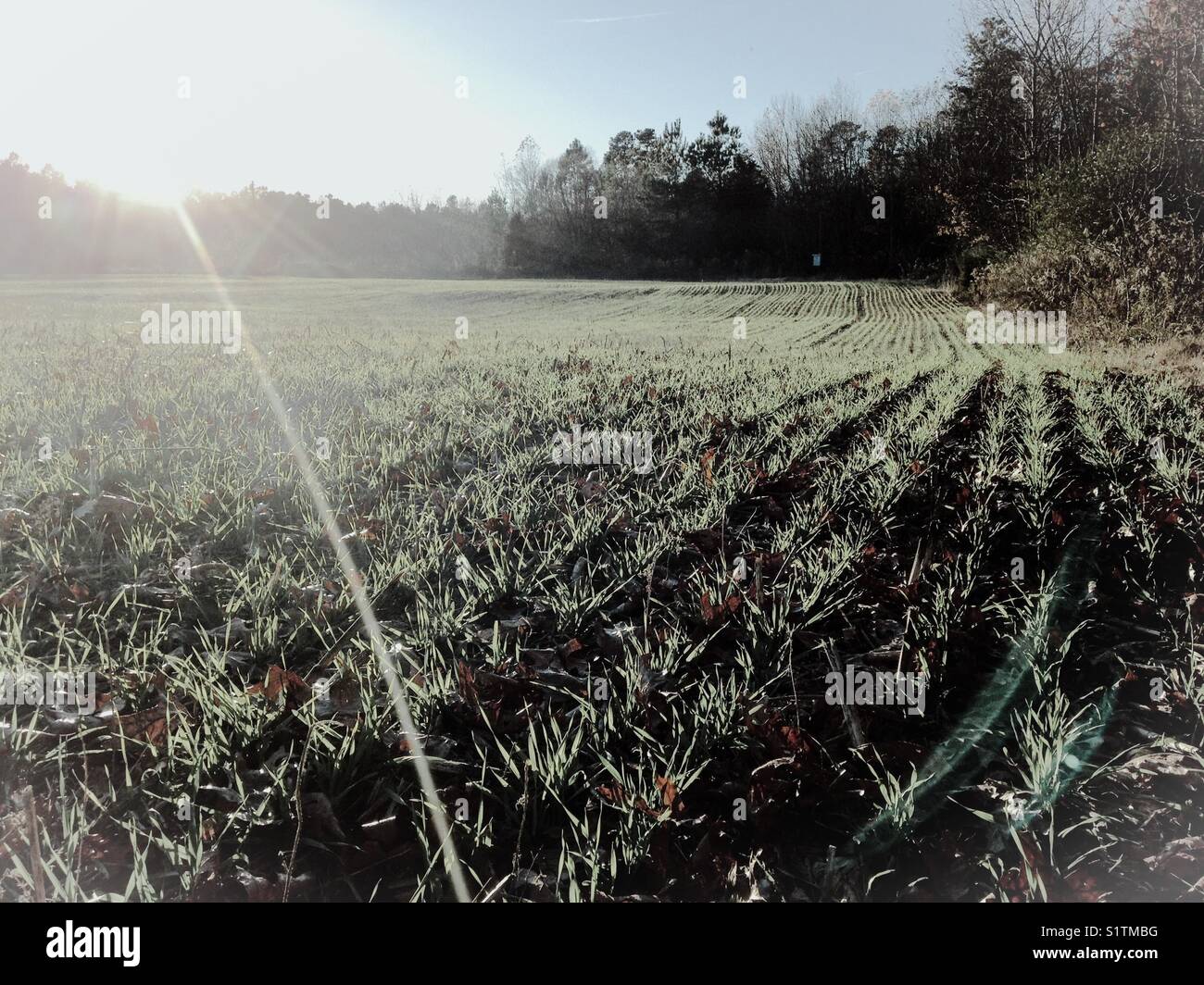 Rows of winter wheat on North Carolina farm - Smartphone Captured Stock Image