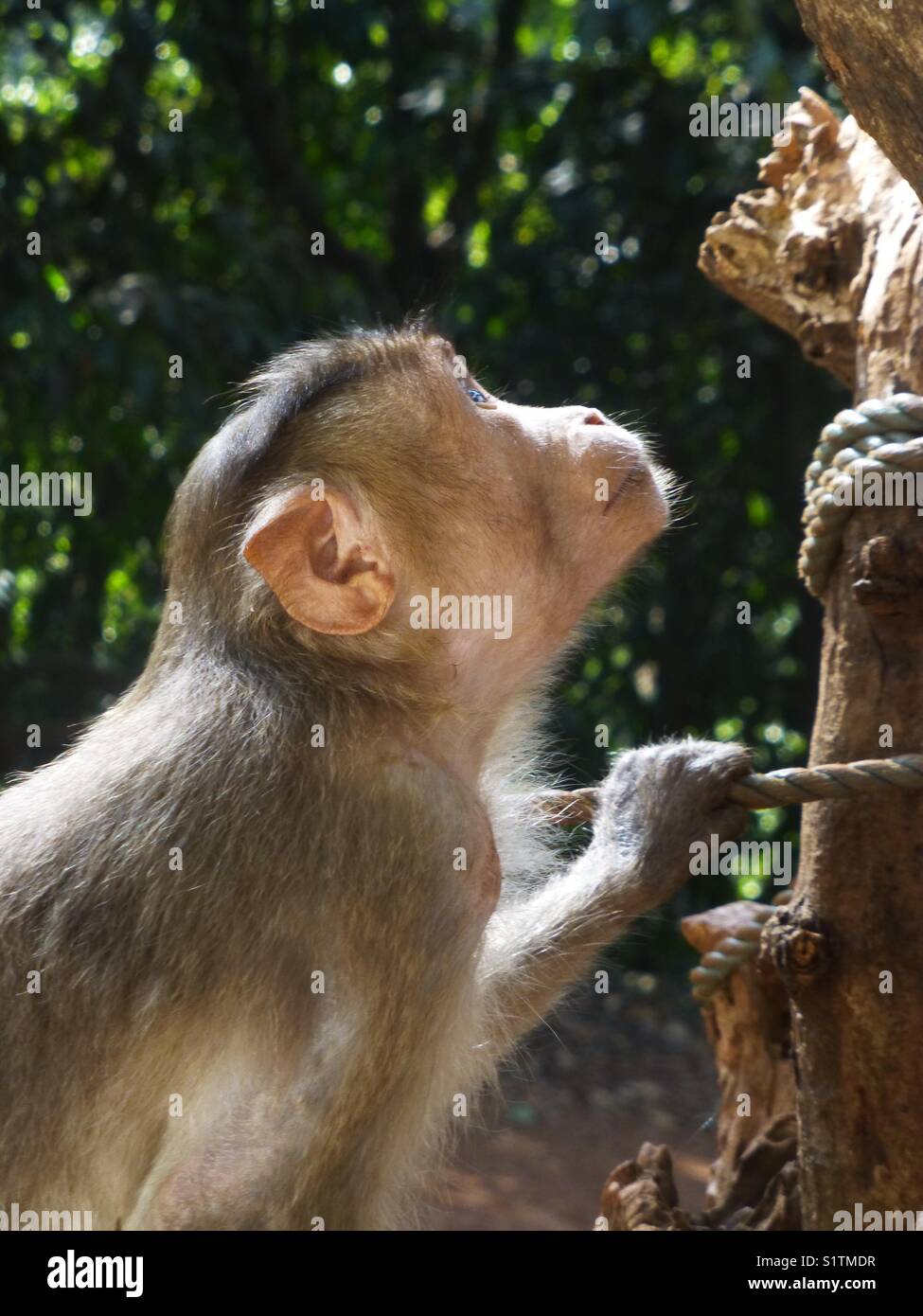 A Monkey Ready To Start It’s Climb Stock Photo Alamy