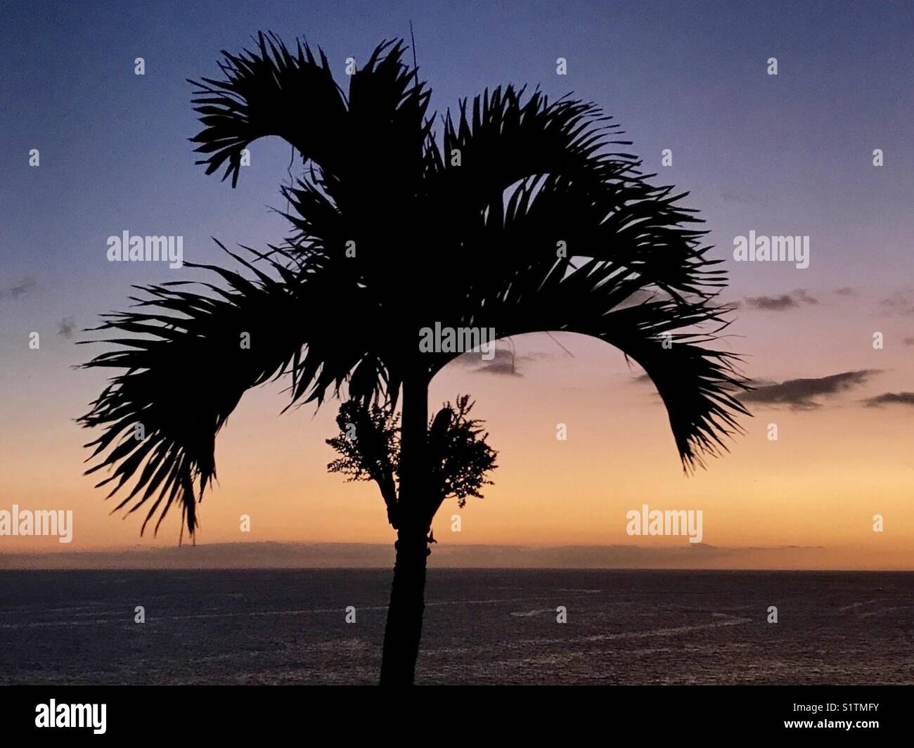 Palm tree silhouetted against a beautiful sunset sky - Smartphone Captured Stock Image