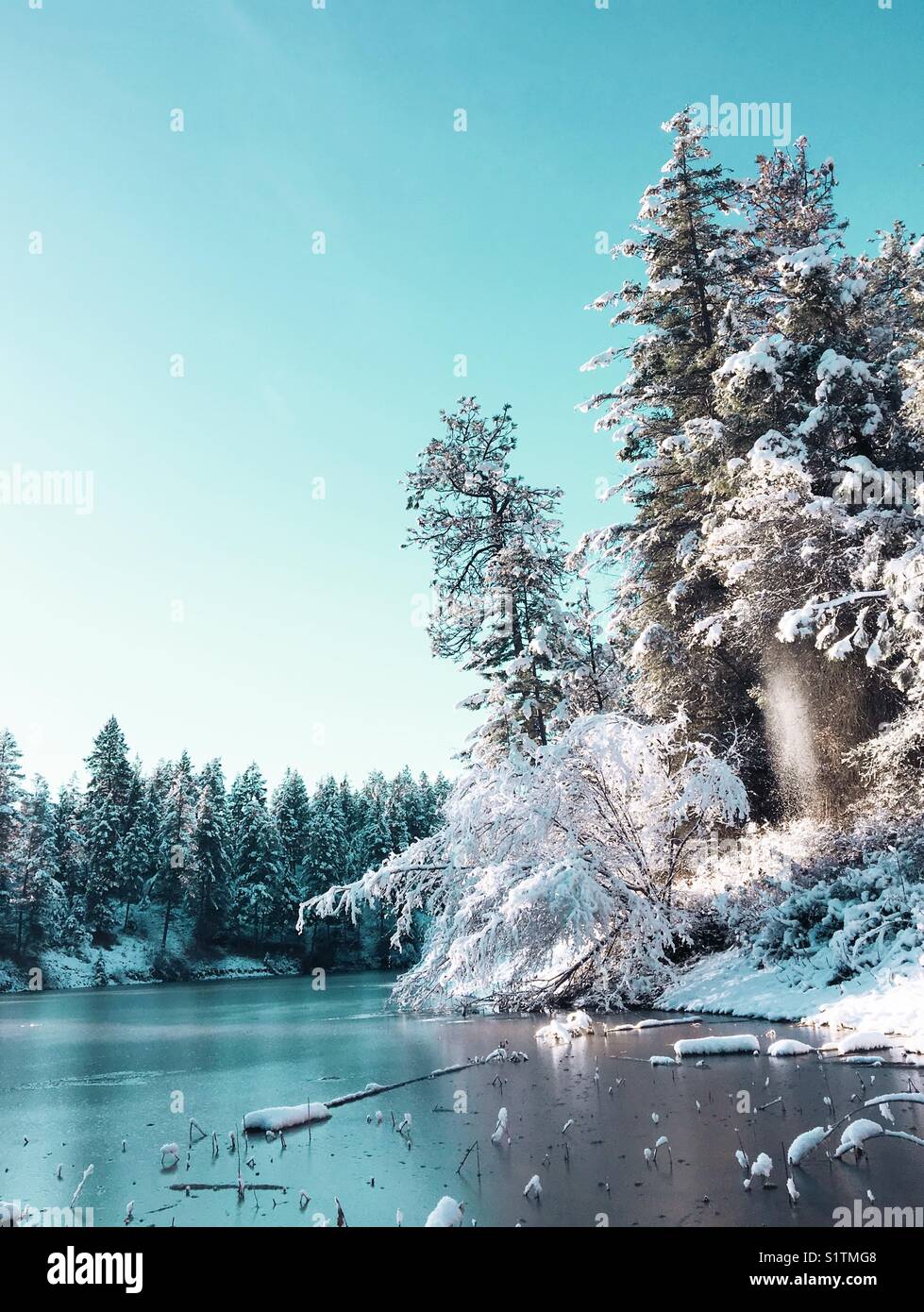Winter wonderland. Fresh snow is falling from the branches of a tree on the shore of a frozen lake in British Columbia, Canada. Blue sky above. - Smartphone Captured Stock Image