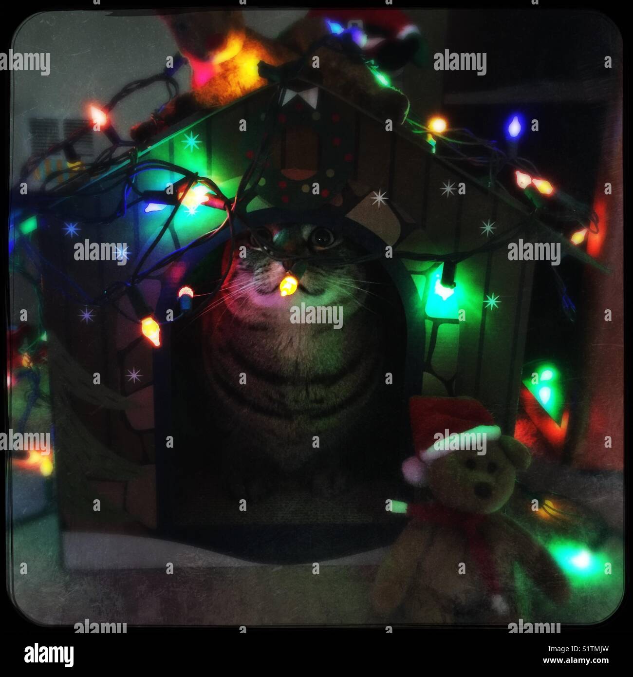 Kittys Christmas house - Smartphone Captured Stock Image