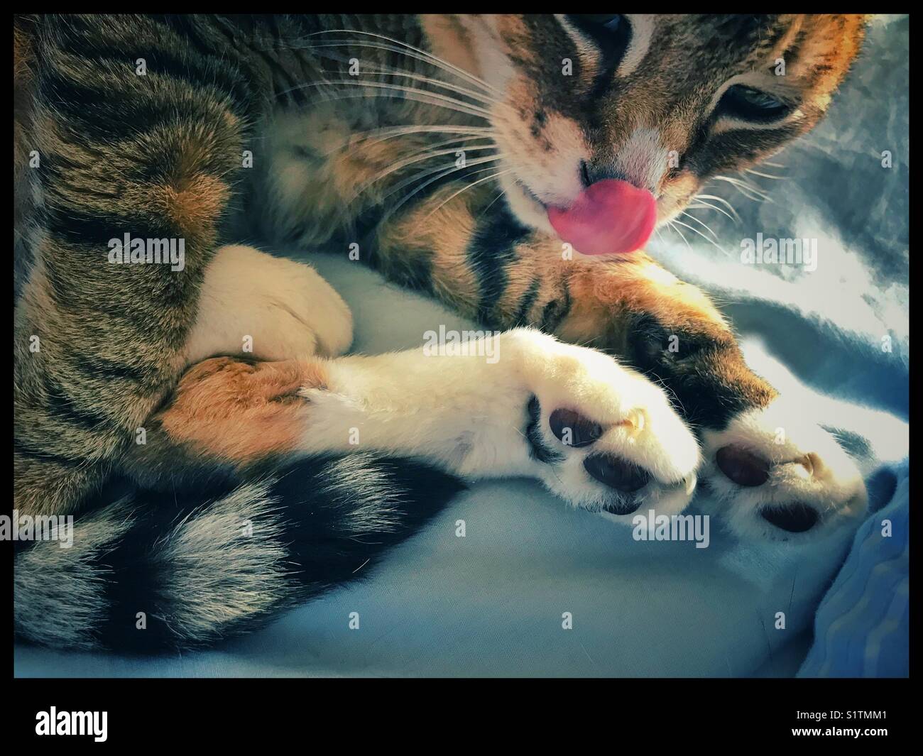 Cat licking lips. - Smartphone Captured Stock Image