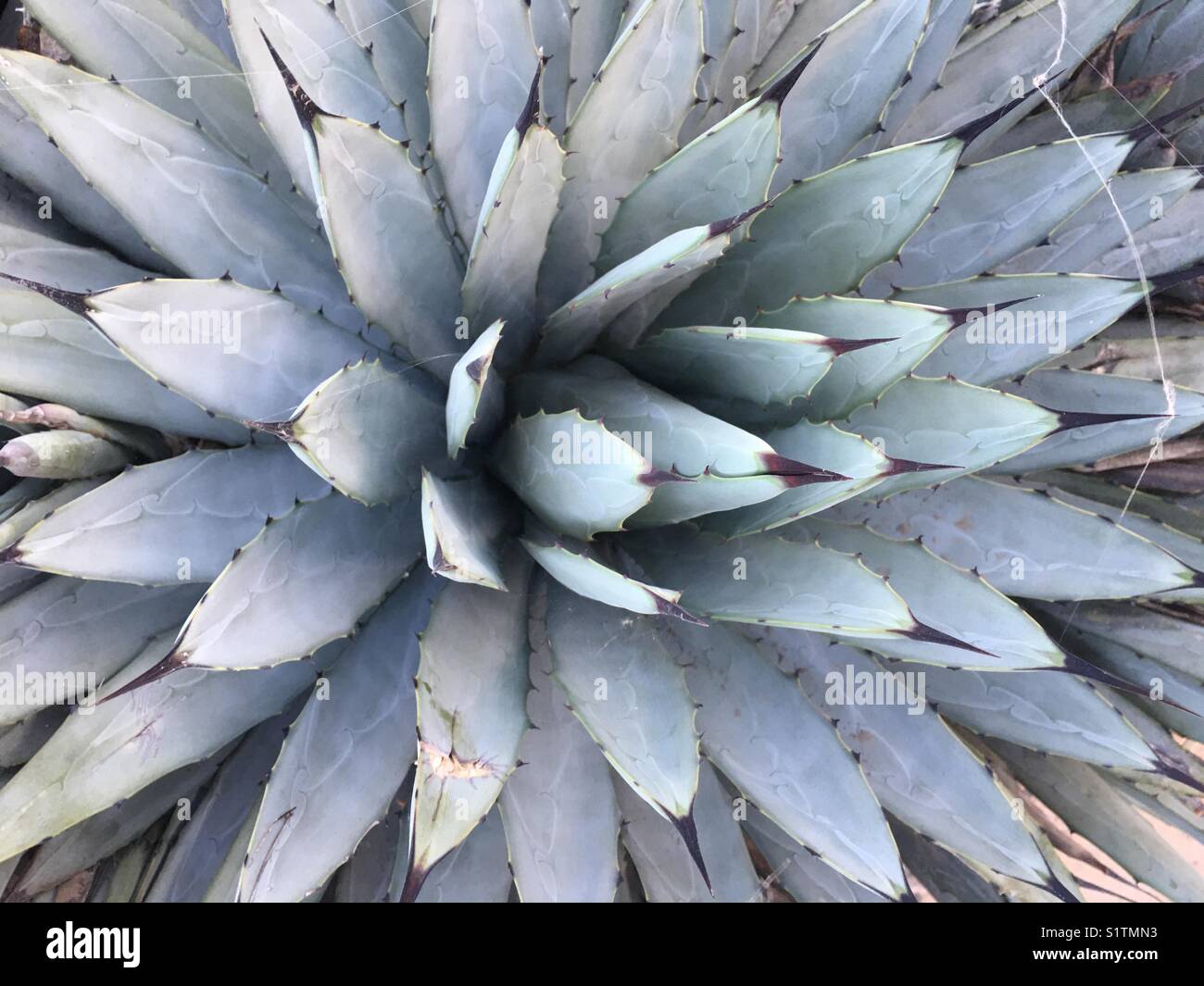 Cacti succulent close up on the centre - Smartphone Captured Stock Image