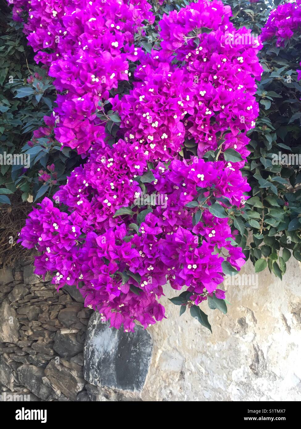 Abundant Purple bouganvillea Stock Photo