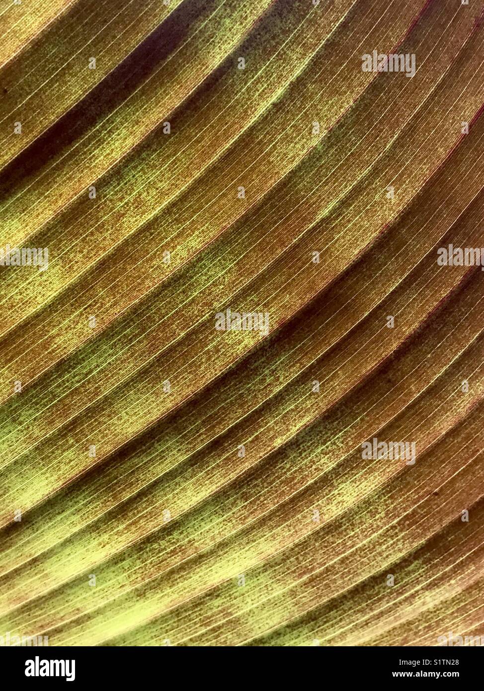Pattern of a large leaf lit by sunlight - Smartphone Captured Stock Image